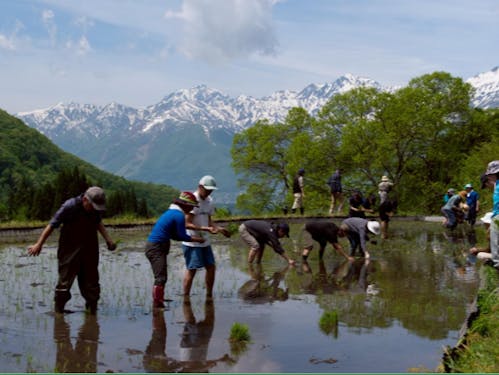 5月に行われた田植えの様子