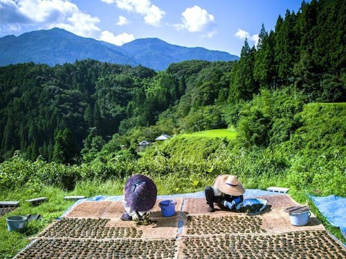 茶葉を天日干しする様子。碁石に見える。