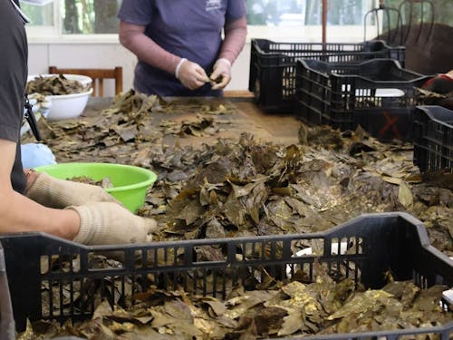 茶葉の混ざりものを取り除く作業