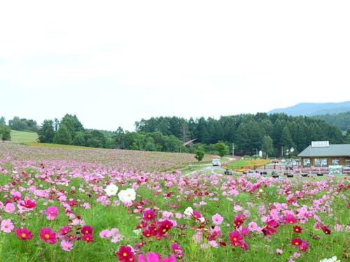 遠軽町内には1000万本が咲く日本最大級のコスモス園があります。