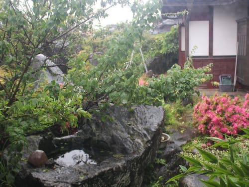 応接室から庭を見る