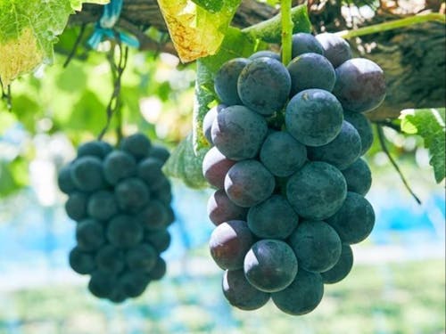 今が旬!須金のぶどう