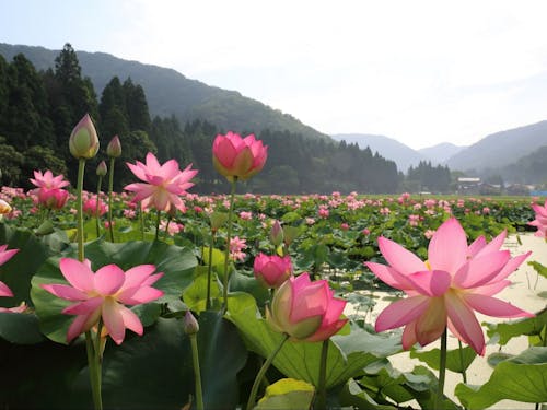 夏には花はすが咲き誇る南条地区