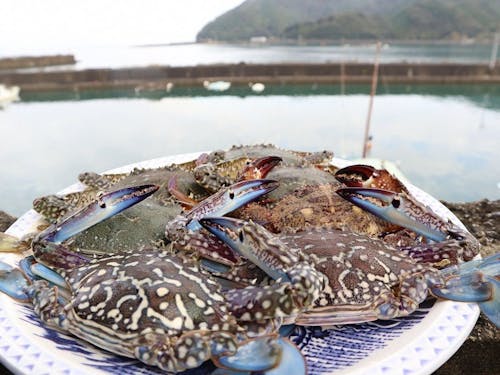 漁業体験のため多くのお客様が来町されます！