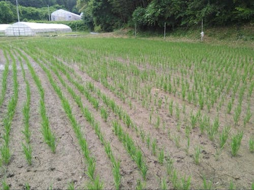 節水型乾田直播イメージ