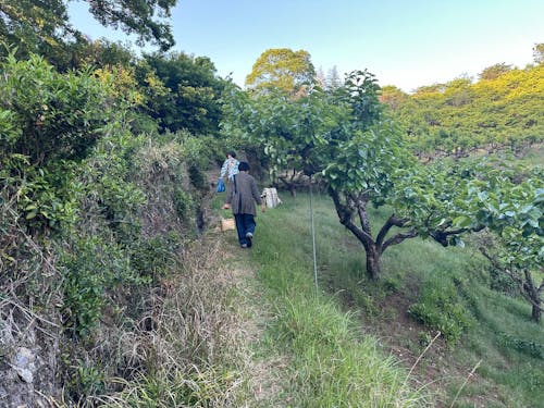 人の手が入った里山の姿