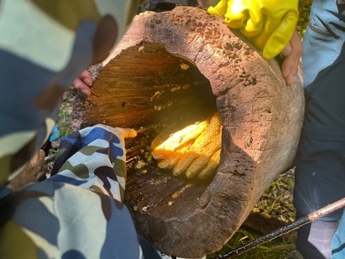 巣箱から蜂の巣を採る様子