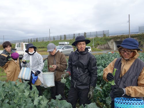 前々回ツアーの様子(茎ブロッコリー収穫体験)