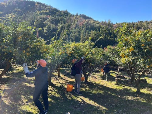 初めての“ゆず収穫”に、みなさん真剣です！