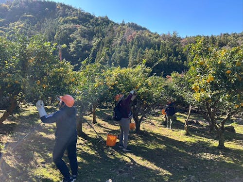 初めての“ゆず収穫”に、みなさん真剣です!