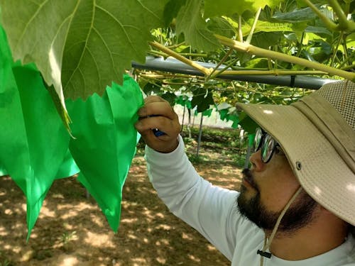 現役協力隊のシャインマスカット栽培研修の様子