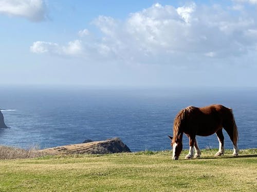 トレッキングでは、馬や牛が放牧されている様子も見れるかも!