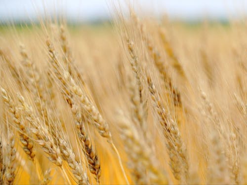 江別は小麦の名産地！なかでも「ハルユタカ」が有名です。