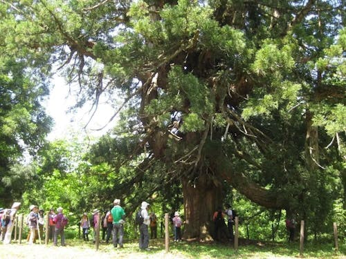 千手ブナ(出羽の古道六十里越街道)