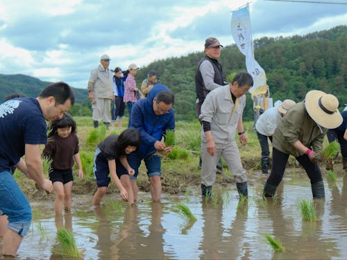 今年の田植え会の様子