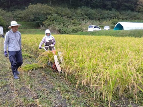 「亀の尾」を栽培するくわのみ農園で、稲刈り体験を行います