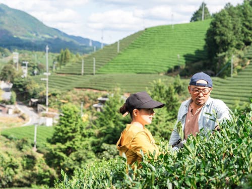 町内見渡す限り、お茶畑！な茶源郷・和束。