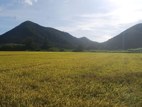 沖縄らしからぬ!?田んぼが広がる伊平屋の風景