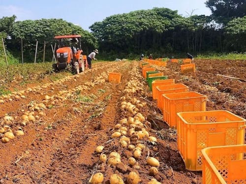 トラクターで掘り起こされたじゃがいもを手で収穫