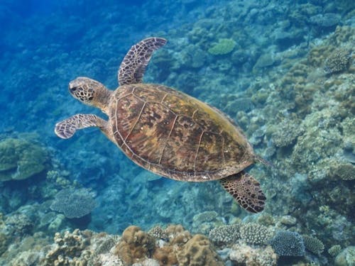 運が良ければ海ガメと一緒に泳ぐことも！