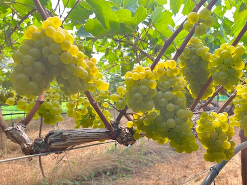白ワイン用の葡萄 シャルドネのお世話
