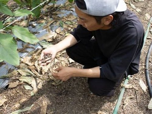 師匠の代から40年、開発してきた土壌。栄養たっぷりです。