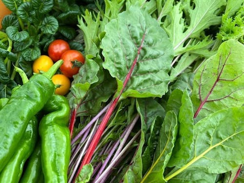 旨みたっぷりの野菜たち。多品目栽培だからこそ、収穫カゴは賑やかです。