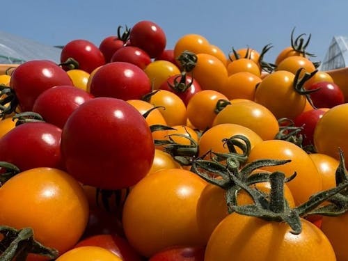 大量の赤と黄のミニトマト!甘みだけではなく、旨みをしっかり感じられます。