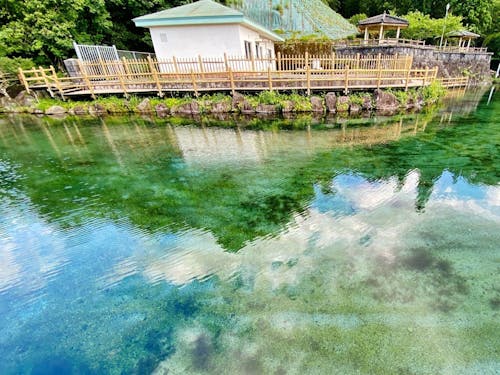 参加市町村：湧水町（丸池湧水）