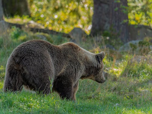 ひぐま出没の件数も増えてきています