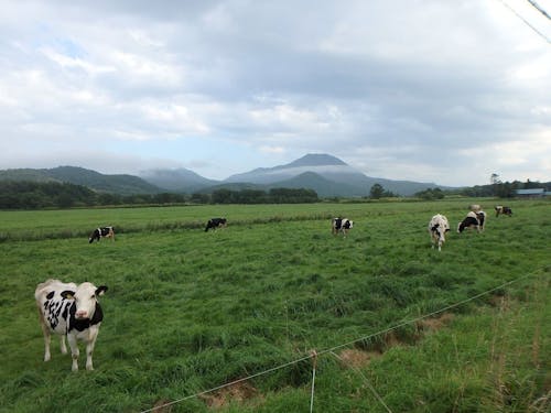 のどかな放牧地が広がります