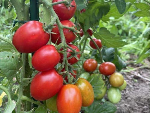 家庭菜園で育ったトマト