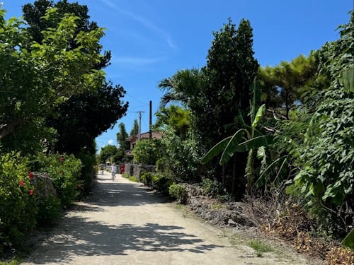 竹富島街の並み