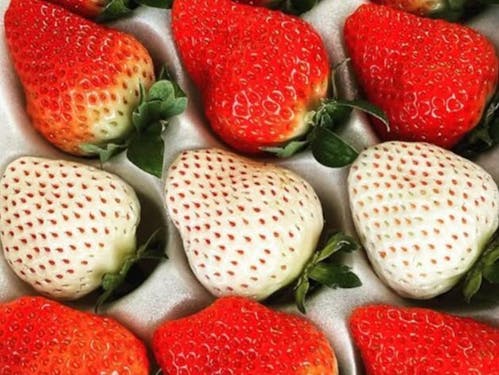 紅白いちごパックはお土産にも人気