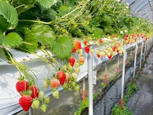 栽培環境をデジタル化・モニタリングで管理し高品質に保つ