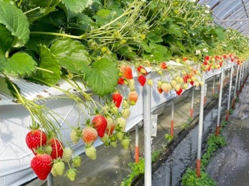 栽培環境をデジタル化・モニタリングで管理し高品質に保つ