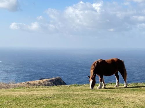 トレッキングで自然が創り出す絶景と、放牧されている馬や牛を眺めながら歩きましょう