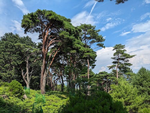 ウツクシマツ自生地