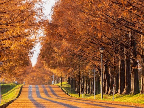 メタセコイア並木