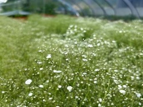 収穫が間近に迫った「昭和かすみ草」