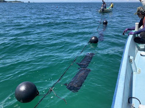 シングルシード方式のカキ養殖、揺りかごバスケットで波に揺られながら大きく育ちます