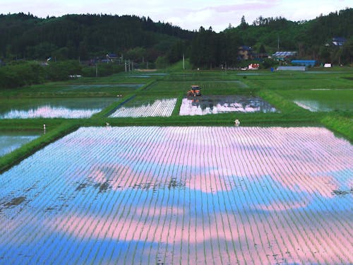 三和の風景（田んぼ・農地