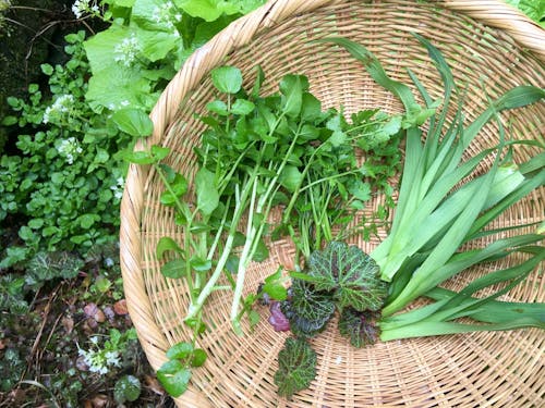 庭で採れる山菜たち