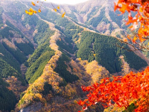 紅葉シーズンのナメゴ谷