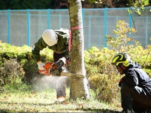 伐倒体験の様子