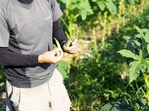 オクラは星型と円柱型の2種類!味だけでなく見た目も楽しい野菜を育てています。