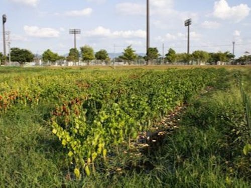 愛荘町の豊かな水源を活かして、栽培方法を研究されています。