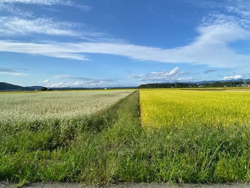 そばの花と稲が背比べしています☀