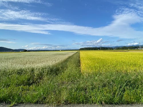 そばの花と稲が背比べしています☀