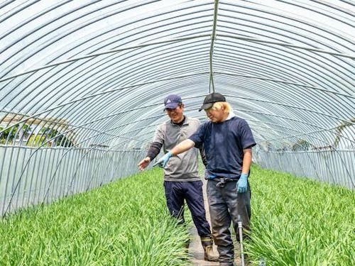 派遣先は農家さんがメイン！新規就農希望にも対応します。